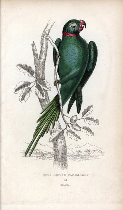 Halsbåndparakit, Psittacula krameri. Psittacus torquatus. Litografi af Joseph Kidd, baseret på en tegning af John Audubon, i Miscellany of Natural History: Parrots, Sir Thomas DiK Lauder and Captain Thomas Brown, udgivet i Edinburgh, Skotland, i 1833. af Unbekannter Künstler