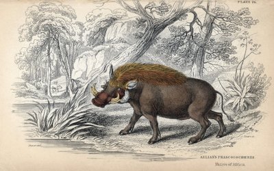 Almindelig afrikansk phacochere (Phaochoerus africanus). Kobberstik af William Lizars, baseret på en tegning af James Stewart, udgivet i Naturalist Library: mammals, pachyderms and quadrupedes with fine skin, redigeret af W. H. Lizars, i Edinburgh, Skotlan af Unbekannter Künstler