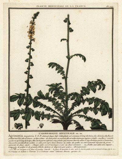 Almindelig agromoni, Agrimonia eupatoria. af Unbekannter Künstler