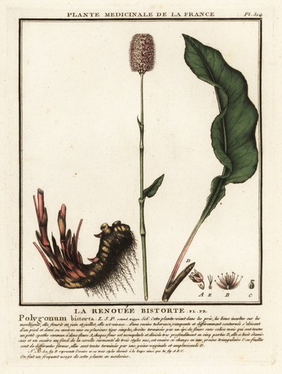 Almindelig bistort, Persicaria bistorta. af Unbekannter Künstler