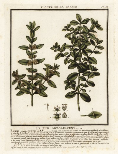 Almindelig æske, Buxus sempervirens. af Unbekannter Künstler