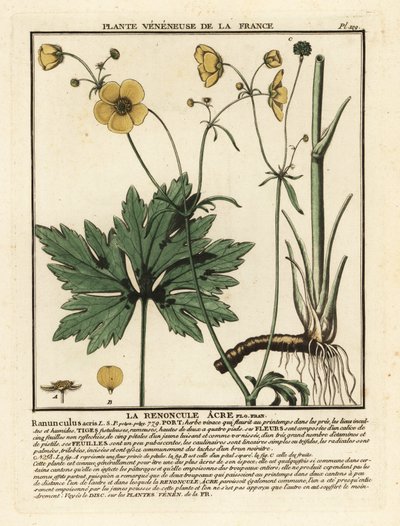 Common Buttercup, Ranunculus. af Unbekannter Künstler