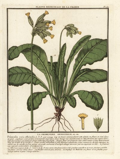 Almindelig ko- eller koslip primula, Primula veris. af Unbekannter Künstler
