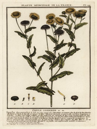 Almindelig loppe, Pulicaria dysenterica. af Unbekannter Künstler