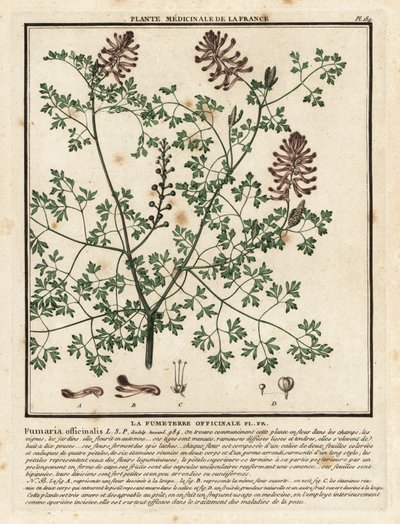 Almindelig fumitory, Fumaria officinalis. af Unbekannter Künstler