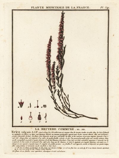 Almindelig lyng, Calluna vulgaris. af Unbekannter Künstler