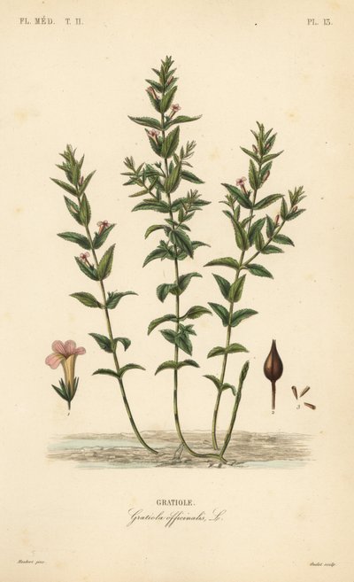 Almindelig hedgehyssop eller nådeurt, Gratiola officinalis, Gratiole af Unbekannt