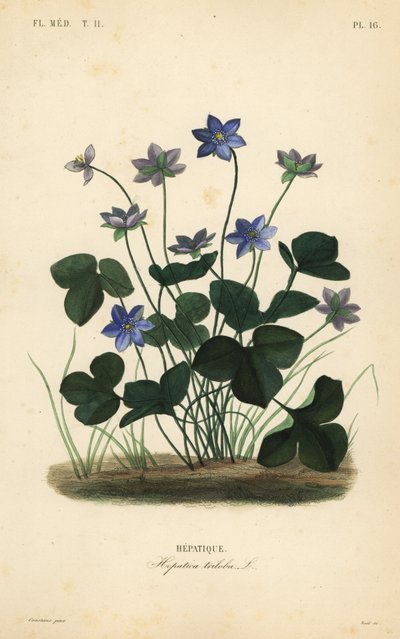 Almindelig hepatica eller leverurt, Anemone hepatica, Hepatica triloba, Hepatique af Unbekannt