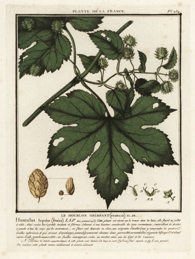 Almindelig humle, Humulus lupulus. af Unbekannter Künstler