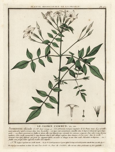 Almindelig jasmin, Jasminum officinale. af Unbekannter Künstler