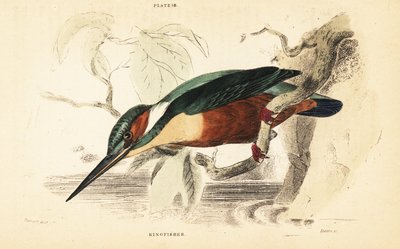 Almindelig isfugl, Alcedo atthis. 1889 (gravering) af Unbekannter Künstler
