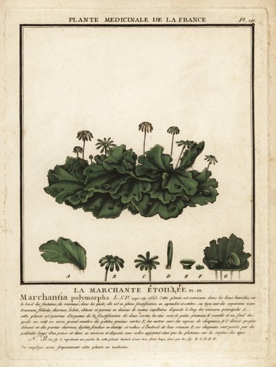 Almindelig leverurt, Marchantia polymorpha. af Unbekannter Künstler