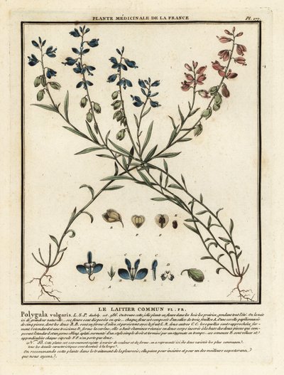 Almindelig mælkeurt, Polygala vulgaris. af Unbekannter Künstler