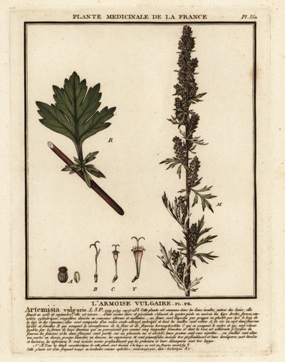 Almindelig bynke, Artemisia vulgaris. af Unbekannter Künstler