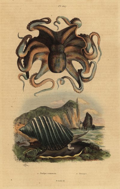 Almindelig blæksprutte, Octopus vulgaris 1 og havsnegl, Dicathais orbita af Unbekannt