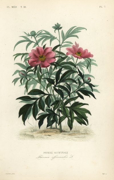 Almindelig pæon eller havepæon, Paeonia officinalis, Pivoine officinale af Unbekannt