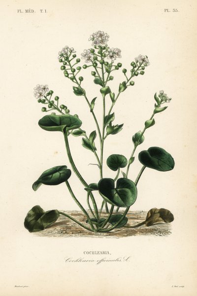 Almindelig skørbug eller skeurt, Cochlearia officinalis, Cochlearia af Unbekannt