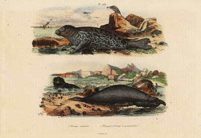 Almindelig sæl, Phoca vitulina 1 og nordlig elefantsæl, Mirounga angustirostris 2 af Unbekannt