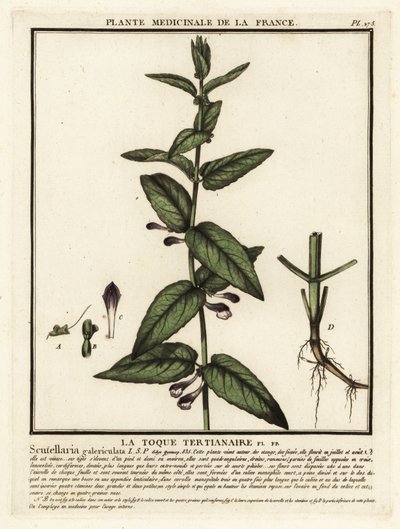 Almindelig kalot, Scutellaria galericulata. af Unbekannter Künstler
