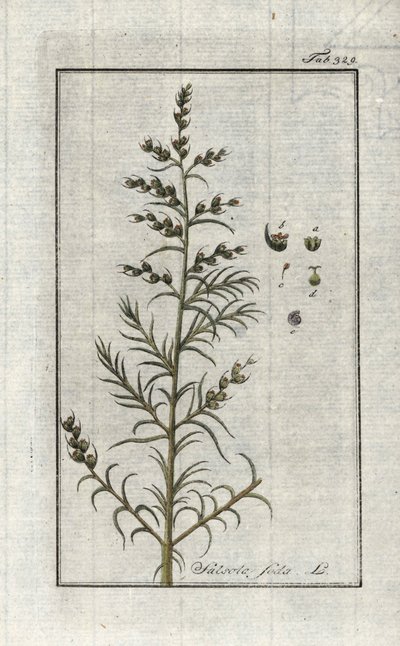 Almindelig soda (Salsola soda). Litografi fra "Afbeelding der Artseny-Gewassen" af Johannes Zorn (1739-1799), Holland af Unbekannter Künstler