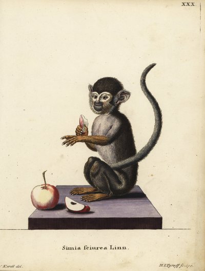 Almindelig egernabe, Saimiri sciureus. Simia sciurea Linn. Håndkoloreret kobberstik af Hermann Jakob Tyroff efter en illustration af Joseph Karell fra Johann Christian Daniel Schreber