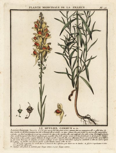 Almindelig tudsehør, Linaria vulgaris. af Unbekannter Künstler