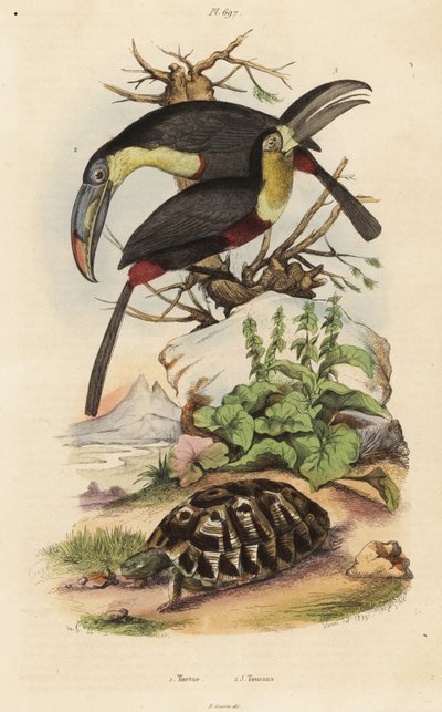 Almindelig skildpadde, Testudo graeca 1, svovlbrynet tukan, Ramphastos sulfuratus 2 og hvidstrubet tukan, Ramphastos tucanus 3, Tortue, tukaner af Unbekannt