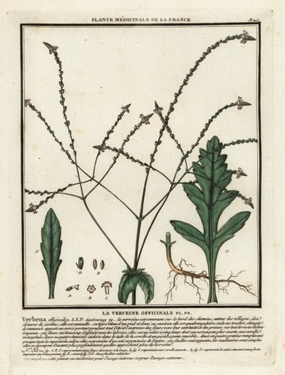 Almindelig vervain, Verbena officinalis. af Unbekannter Künstler