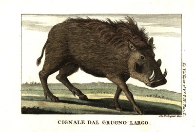 Almindeligt vortesvin, Phacochoerus africanus. Fra Francois Le Vaillant (Levaillant af Unbekannter Künstler
