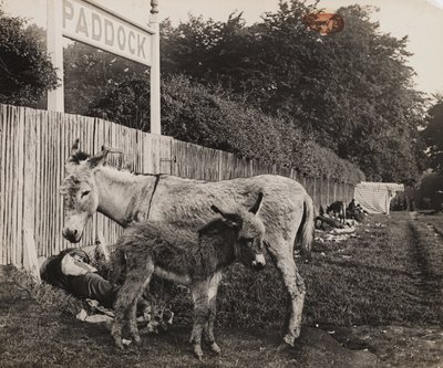Sammensat af to æsler, c 1909 af Unbekannt