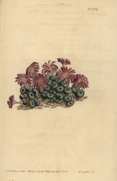 Conophytum mide (lille figen-morgenfrue, Mesembryanthemum minutum) af Unbekannt