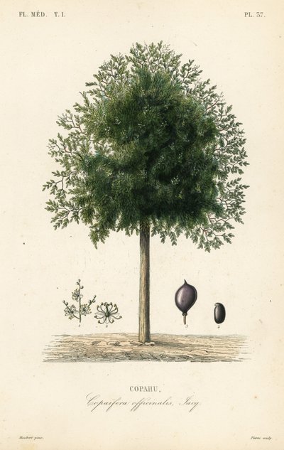 Copaiba træ, Copaifera officinalis, Copahu af Unbekannt