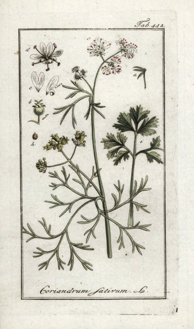 Koriander (Coriandrum sativum). Litografi fra "Afbeelding der Artseny-Gewassen" af Johannes Zorn (1739-1799), Holland af Unbekannter Künstler