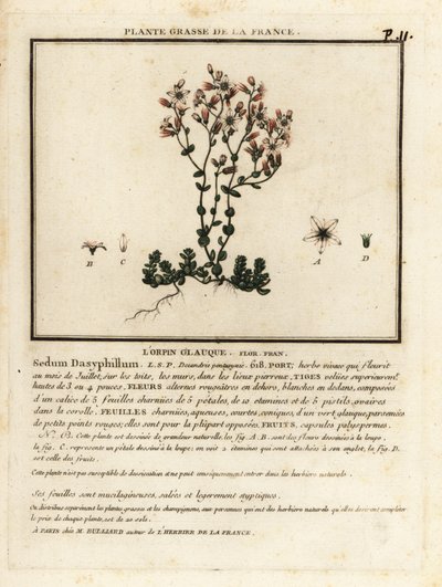 Korsikansk stenurt, Sedum dasyphyllum. af Unbekannter Künstler