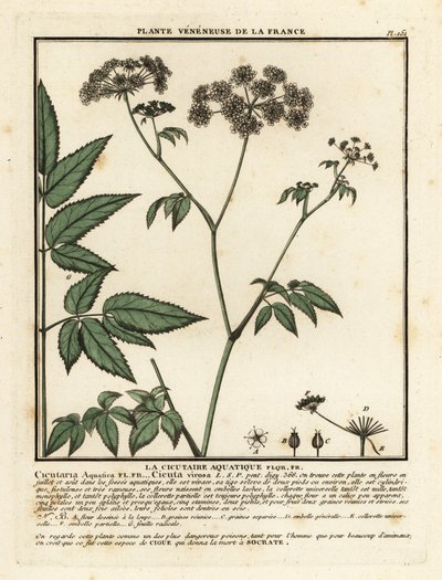 Cowbane, Hemlock virosa. af Unbekannter Künstler
