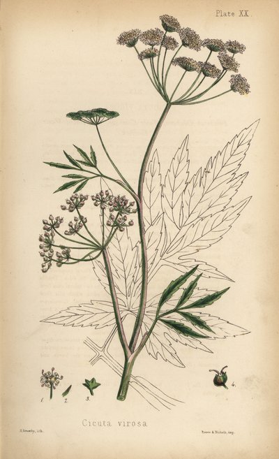 Kæruld eller vandpest, Cicuta virosa. Håndkoloreret litografi af Henry Sowerby fra Edward Hamiltons Flora Homeopathica, Bailliere, London. af Unbekannter Künstler