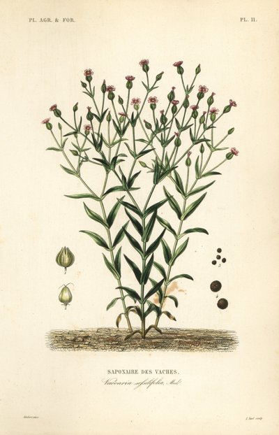 Kourt, Vaccaria hispanica, Vaccaria sessilifolia, Saponaire des Vaches af Unbekannt