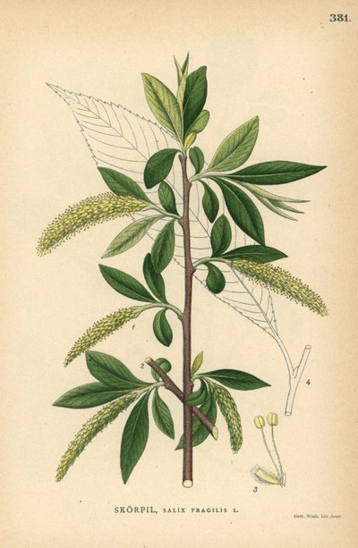 Knækpiletræ, Salix fragilis af Unbekannter Künstler