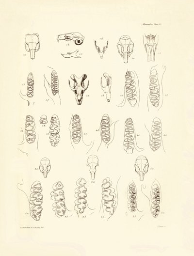 Traner og tænder fra forskellige gnavere beskrevet af Charles Darwin under hans opdagelsesrejse om bord på Beagle. Planche fra "The Zoology of the voyage of H.M.S. Beagle under the command of Captain Fitzroy during the years 1832 to 1836 edited and sup af Unbekannter Künstler