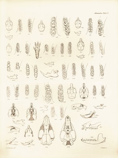 Traner og tænder fra forskellige gnavere beskrevet af Charles Darwin under hans opdagelsesrejse om bord på Beagle. Planche fra "The Zoology of the voyage of H.M.S. Beagle under the command of Captain Fitzroy during the years 1832 to 1836 edited and sup af Unbekannter Künstler