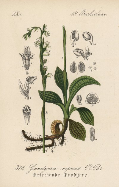 Krybende guldsalat - Krybende guldsalat, Goodyera repens. Håndkoloreret litografi fra Diederich von Schlechtendals tyske flora (Flora von Deutschland), Jena af Unbekannter Künstler