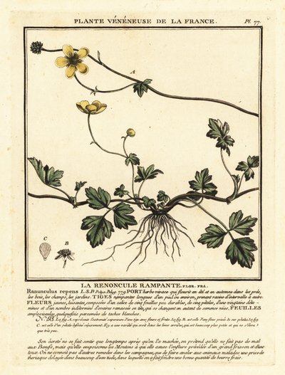 Krybende ranunkel, Ranunculus repens. af Unbekannter Künstler