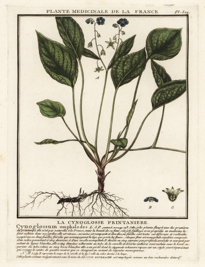 Krybende navleurt, Omphalodes verna. af Unbekannter Künstler