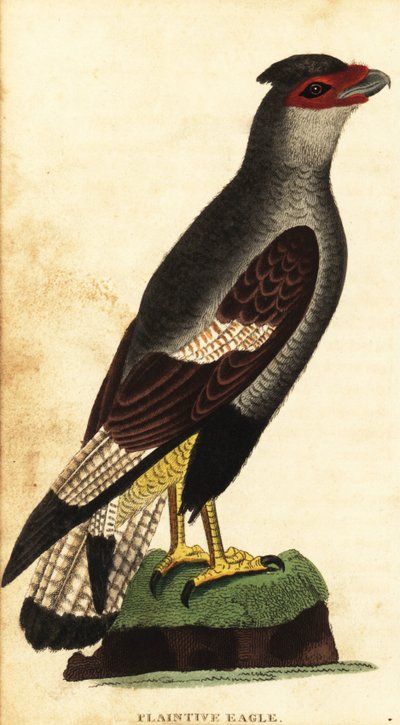 Crested caracara, Caracara plancus. ,1800 (gravering) af Unbekannter Künstler
