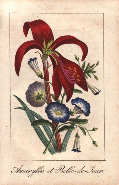 Blodrød amaryllis og dværgmorgenfrue, Hippeastrum og Convolvulus tricolor af Unbekannter Künstler
