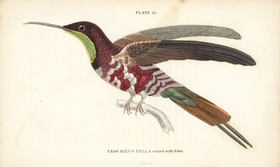 Karmoisinrød topas varieret med hvid, Topaza pella (Trochilus pella). Håndkoloreret stålstik af William Lizars fra Sir William Jardine