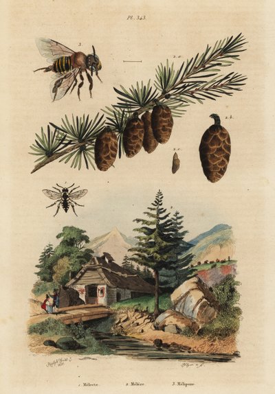 Gøgebi, Melecta albifrons 1, europæisk lærketræ, Larix decidua 2 og Stingless Melipona honningbi, Melipona favosa af Unbekannt