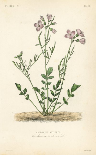 Gøgeblomst, Cardamine pratensis, Cardamine des pres af Unbekannt