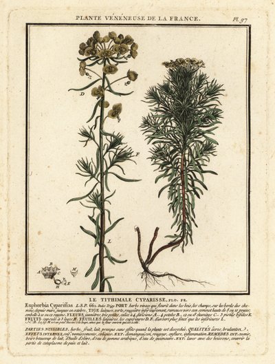 Cypress spurge, Euphorbia cyparissias. af Unbekannter Künstler
