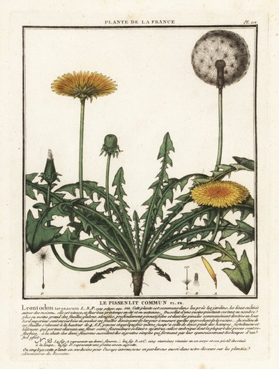 Mælkebøtte, Taraxacum campylodes. af Unbekannter Künstler